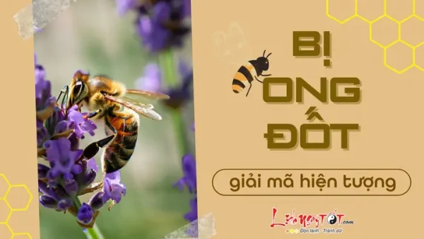 Bị Ong Đốt Là Điềm Xui Hay Điềm Lành? Giải Mã Ý Nghĩa Và Cách Xử Lý Hiệu Quả