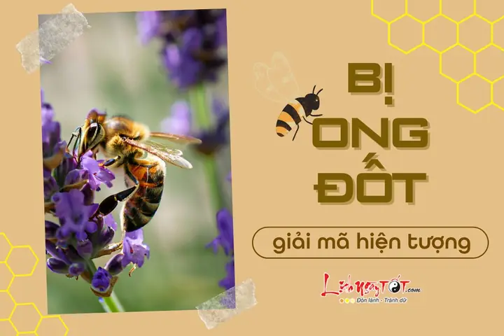 Bị Ong Đốt Là Điềm Xui Hay Điềm Lành? Giải Mã Ý Nghĩa Và Cách Xử Lý Hiệu Quả Bị Ong Đốt Là Điềm Xui Hay Điềm Lành? Giải Mã Ý Nghĩa Và Cách Xử Lý Hiệu Quả