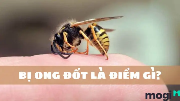 Bị Ong Đốt Là Điềm Xui Hay Điềm Lành? Giải Mã Ý Nghĩa Và Cách Xử Lý Hiệu Quả Bị Ong Đốt Là Điềm Xui Hay Điềm Lành? Giải Mã Ý Nghĩa Và Cách Xử Lý Hiệu Quả