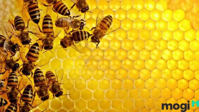 Phân Biệt Điềm Báo Khi Bị Một Con Hay Cả Đàn Ong Đốt Phân Biệt Điềm Báo Khi Bị Một Con Hay Cả Đàn Ong Đốt