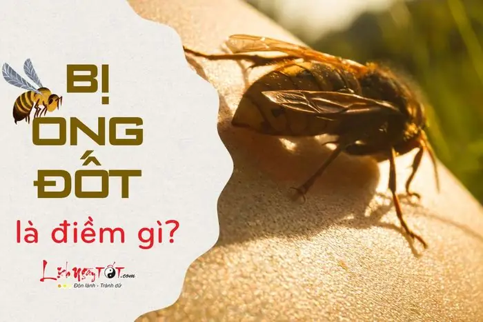 Bị Ong Đốt Là Điềm Xui Hay Điềm Lành? Giải Mã Ý Nghĩa Và Cách Xử Lý Hiệu Quả Bị Ong Đốt Là Điềm Xui Hay Điềm Lành? Giải Mã Ý Nghĩa Và Cách Xử Lý Hiệu Quả