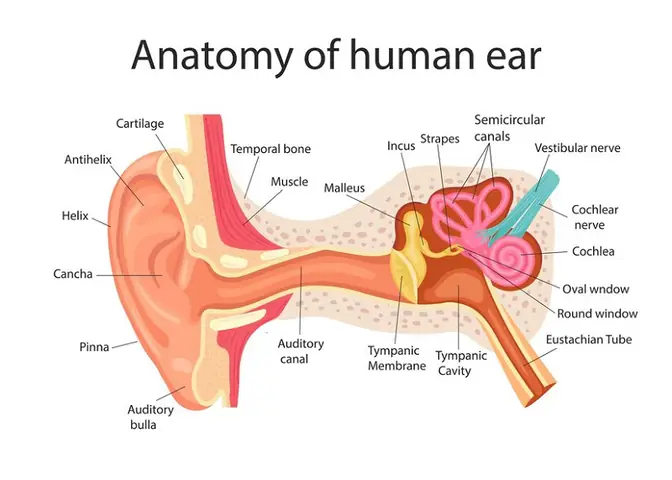 Vì Sao Bị Viêm Tai Giữa Sau Khi Cảm Cúng? Dấu Hiệu Và Cách Điều Trị Vì Sao Bị Viêm Tai Giữa Sau Khi Cảm Cúng? Dấu Hiệu Và Cách Điều Trị