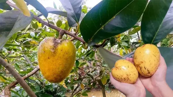 Tìm Hiểu Bình Bát Cúng Quá Đường: Ý Nghĩa, Vai Trò Và Cách Cử Bát