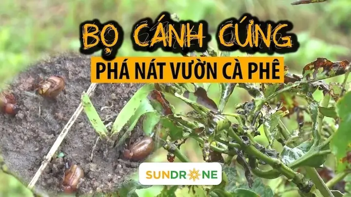 Nhận Biết Bọ Cánh Cứng Khỏe Mạnh: Dấu Hiệu, Sức Mạnh Và Cách Nuôi