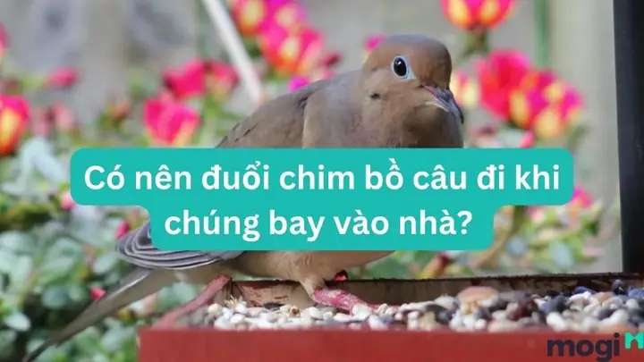 Giải Mã Bồ Câu Đen Bay Vào Nhà Là Điềm Gì? Điềm Báo Tốt Hay Xấu Theo Tâm Linh