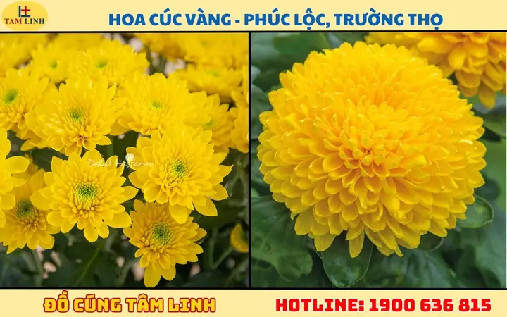 Bông Cúng Tất Niên Nên Mua Hoa Nào? 10+ Loại Đẹp, Dễ Chọn Bông Cúng Tất Niên Nên Mua Hoa Nào? 10+ Loại Đẹp, Dễ Chọn