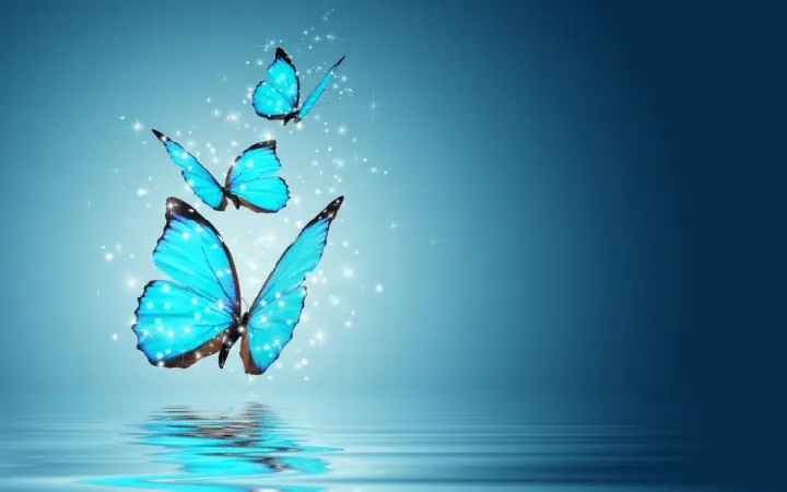 Bướm Đen Bay Vào Nhà Vào Thời Điểm Ban Ngày Hay Ban Đêm Có Khác Biệt Không? Bướm Đen Bay Vào Nhà Vào Thời Điểm Ban Ngày Hay Ban Đêm Có Khác Biệt Không?