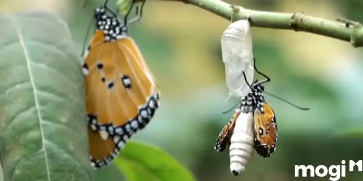Bươm Bướm Nâu Bay Vào Nhà Tạo Kén Mang Ý Nghĩa Đặc Biệt