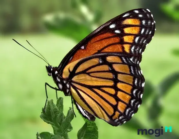 Nguyên Nhân Khoa Học Và Quan Niệm Phong Thủy Về Loài Bướm Nâu Nguyên Nhân Khoa Học Và Quan Niệm Phong Thủy Về Loài Bướm Nâu