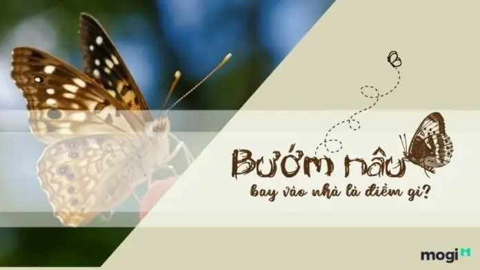 Bướm Nâu Bay Vào Nhà Rồi Chết Là Điềm Gì? Hên Hay Xui Theo Phong Thủy? Bướm Nâu Bay Vào Nhà Rồi Chết Là Điềm Gì? Hên Hay Xui Theo Phong Thủy?