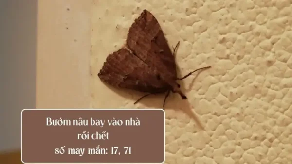 Bướm Nâu Bay Vào Nhà Rồi Chết Là Điềm Gì? Hên Hay Xui Theo Phong Thủy?