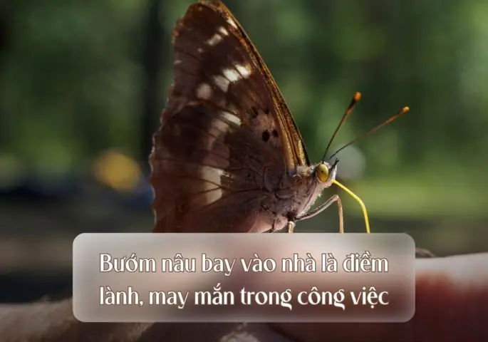 Cách Xử Lý Xác Bướm Đúng Cách Để Đảm Bảo Vệ Sinh Và Phong Thủy Cách Xử Lý Xác Bướm Đúng Cách Để Đảm Bảo Vệ Sinh Và Phong Thủy