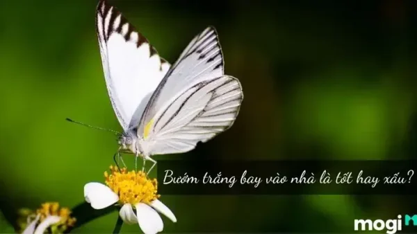Bướm Trắng Bay Quanh Người Là Điềm Gì? Giải Mã Ý Nghĩa Tâm Linh Và May Mắn