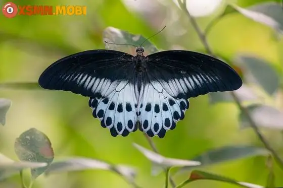 Bướm Xám Bay Vào Nhà Báo Hiệu Điều Gì Về Sự Nghiệp Và Tài Lộc?