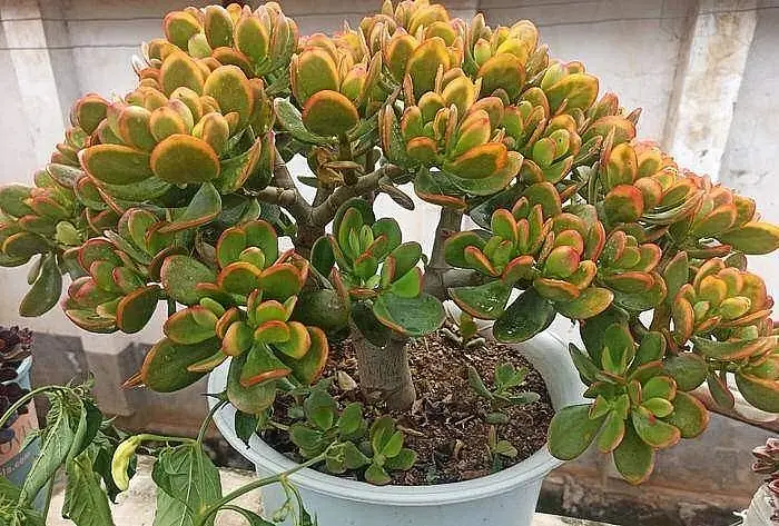 Cá Chép Cúng Ông Táo Đặt Ở Đâu Cho Đúng? Chọn Mấy Con, Bày Và Thả Thế Nào Cá Chép Cúng Ông Táo Đặt Ở Đâu Cho Đúng? Chọn Mấy Con, Bày Và Thả Thế Nào