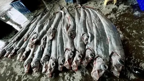 Giải Mã Điềm Báo Cá Mái Chèo: Thực Hư Truyền Thuyết Thiên Tai Và Đại Thảm Họa Đại Dương