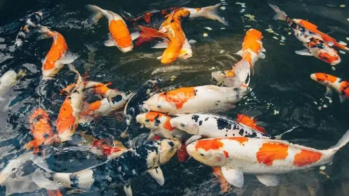 Nằm Mơ Thấy Cá Trê Vào Nhà Có Liên Quan Gì Đến Điềm Báo Ngoài Đời Thực Không? Nằm Mơ Thấy Cá Trê Vào Nhà Có Liên Quan Gì Đến Điềm Báo Ngoài Đời Thực Không?