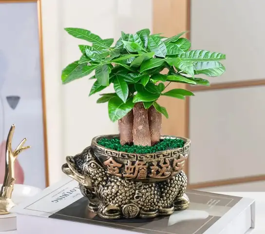 Top 12+ Cây Cúng Thần Tài Hút Tài Lộc: Ý Nghĩa Phong Thủy, Cách Đặt Chuẩn & Lưu Ý Kiêng Kỷ Top 12+ Cây Cúng Thần Tài Hút Tài Lộc: Ý Nghĩa Phong Thủy, Cách Đặt Chuẩn & Lưu Ý Kiêng Kỷ