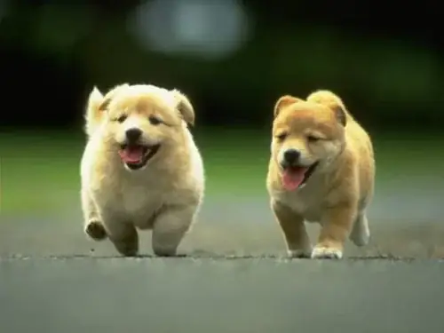 Chó Chạy Đột Nhiên Vào Nhà Chó Chạy Đột Nhiên Vào Nhà