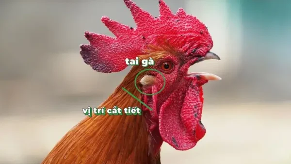 Cách Bắt Chéo Gà Cúng Thôi Nôi Đúng Dáng, Chắc Chặn Và Dễ Làm Tại Nhà