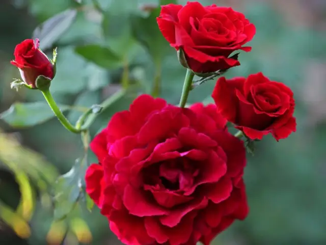 Cách Bày Hoa Cúng Mồng Một: Chọn Hoa, Cắm Hoa Và Những Điều Cần Tránh Cách Bày Hoa Cúng Mồng Một: Chọn Hoa, Cắm Hoa Và Những Điều Cần Tránh