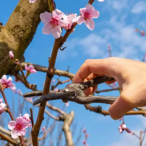 Cách Cắm Dao Khi Cúng: Đúng Vị Trí, Hướng Dao Và Ý Nghĩa