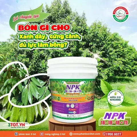 Cách Làm Cành Phan Cúng Từng Bước: Chọn Cành, Tạo Khung Và Gắn Lá Phan Cách Làm Cành Phan Cúng Từng Bước: Chọn Cành, Tạo Khung Và Gắn Lá Phan