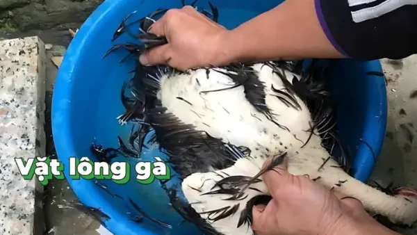 Cách Làm Sạch Gà Cúng Nguyên Con, Tạo Dáng Đẹp Và Luộc Không Nứt Da