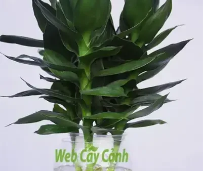 Cây Lá Để Cúng: 11 Loại Cây Nên Cắm Hoặc Đặt Trên Bàn Thờ