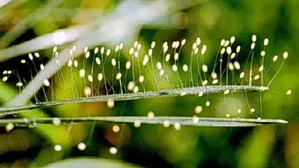 Giải Mã Cây Ưu Đàm Điềm Báo Gì Trong Tâm Linh Và Đời Sống?