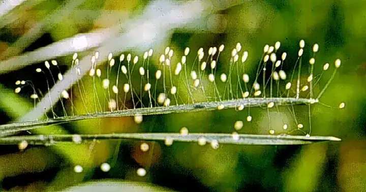Quan Niệm “3000 Năm Mới Nở Một Lần” Xuấtפת Từ Đâu? Quan Niệm “3000 Năm Mới Nở Một Lần” Xuấtפת Từ Đâu?