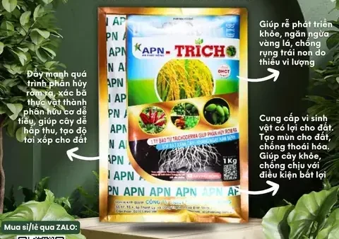 Cây Vàng Hoa Đỏ Để Cúng: Ý Nghĩa Phong Thủy, Cách Chọn Mua & Bày Trí Chuẩn Chỉnh Chu