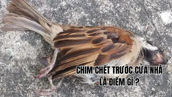 Chân Hay Bị Va Vào Cửa Là Điềm Báo Gì Theo Tâm Linh Và Sức Khỏe?