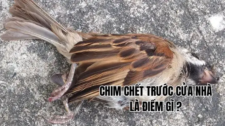 Khi Nào Nên Thay Đổi Phong Thủy Nhà Cửa Thay Vì Lo Lắng Về Điềm Gở? Khi Nào Nên Thay Đổi Phong Thủy Nhà Cửa Thay Vì Lo Lắng Về Điềm Gở?