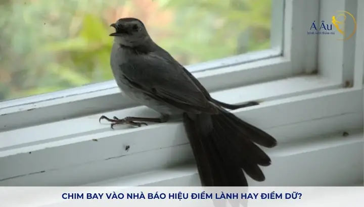 Chim Bay Vào Nhà Là Điềm Gì? Giải Mã Ý Nghĩa Cát Hung Và Cách Xử Lý Phong Thủy Chim Bay Vào Nhà Là Điềm Gì? Giải Mã Ý Nghĩa Cát Hung Và Cách Xử Lý Phong Thủy
