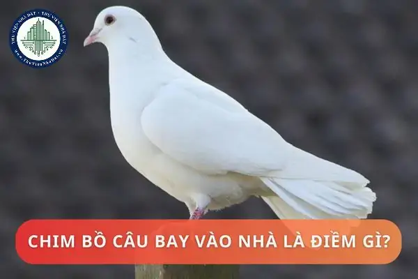 Làm Thế Nào Để Ngăn Chặn Tình Trạng Chim Bồ Câu Va Vào Cửa Sổ Kính Gây Tổn Thương? Làm Thế Nào Để Ngăn Chặn Tình Trạng Chim Bồ Câu Va Vào Cửa Sổ Kính Gây Tổn Thương?