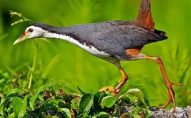 Chim Cuốc Bay Vào Nhà Mang Lại Điềm Lành Và Tài Lộc Chim Cuốc Bay Vào Nhà Mang Lại Điềm Lành Và Tài Lộc