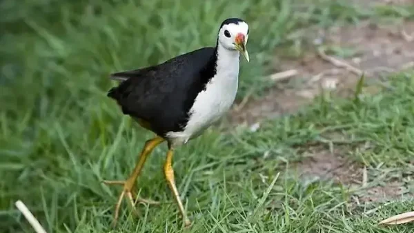 Chim Cuốc Bay Vào Nhà Là Điềm Gì? Giải Mã Ý Nghĩa Phong Thủy Và Tâm Linh Chuẩn Xác