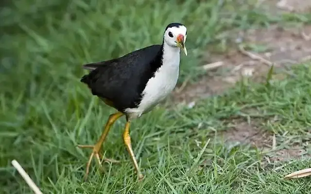 Chim Cuốc Bay Vào Nhà Ban Ngày Mang Lại Nhiều May Mắn Chim Cuốc Bay Vào Nhà Ban Ngày Mang Lại Nhiều May Mắn