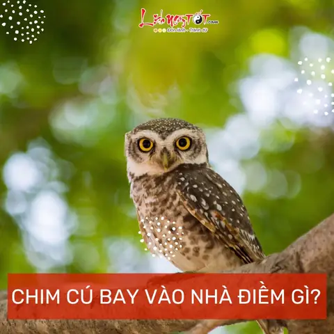 Giải Mã Những Hiện Tượng Tâm Linh Liên Quan Đến Các Loài Chim Khác Bay Vào Nhà Giải Mã Những Hiện Tượng Tâm Linh Liên Quan Đến Các Loài Chim Khác Bay Vào Nhà