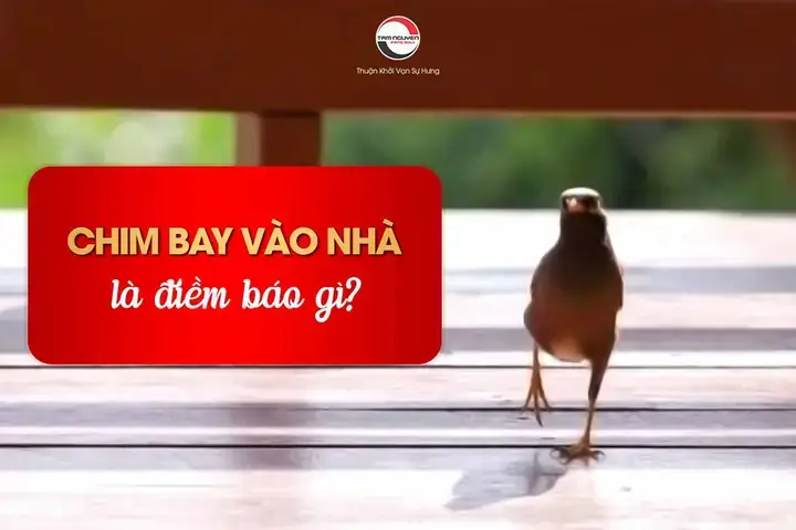 Chim Ghé Thăm Cửa Sổ Biểu Thị Nguồn Năng Lượng Tự Nhiên Đang Hướng Về Ngôi Nhà Chim Ghé Thăm Cửa Sổ Biểu Thị Nguồn Năng Lượng Tự Nhiên Đang Hướng Về Ngôi Nhà