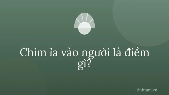 Bị Chim Ỉa Vào Mặt Là Điềm Gì, Hên Hay Xui Theo Quan Niệm Dân Gian? Bị Chim Ỉa Vào Mặt Là Điềm Gì, Hên Hay Xui Theo Quan Niệm Dân Gian?
