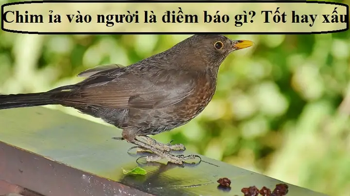 Điềm Báo Từ Các Loài Chim Khác Nhau Mang Lại Thông Điệp Gì? Điềm Báo Từ Các Loài Chim Khác Nhau Mang Lại Thông Điệp Gì?