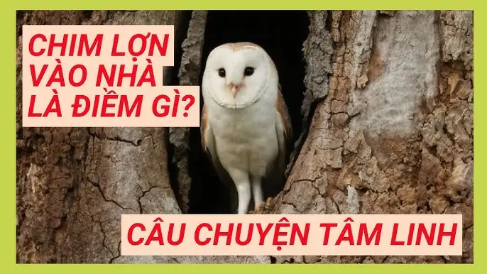 Chim Kêu Điềm Báo Gì? Giải Mã Ý Nghĩa Âm Thanh Trong Không Gian Sống Dưới Góc Nhìn Dân Gian Và Thực Tế Chim Kêu Điềm Báo Gì? Giải Mã Ý Nghĩa Âm Thanh Trong Không Gian Sống Dưới Góc Nhìn Dân Gian Và Thực Tế