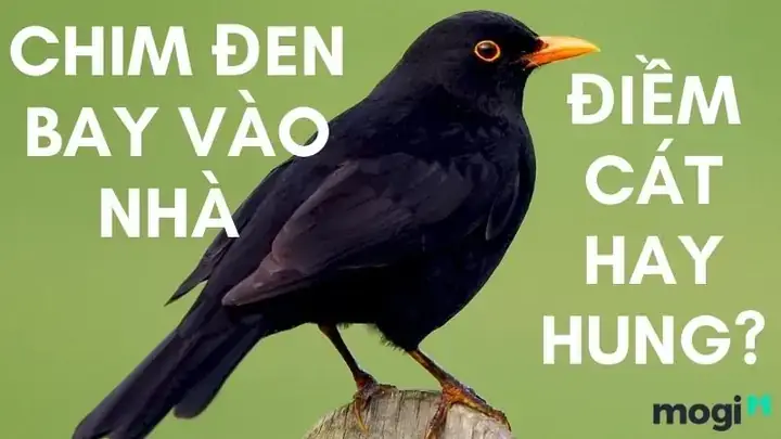 Ý Nghĩa Điềm Báo Thay Đổi Như Thế Nào Theo Từng Loài, Khung Giờ Và Vị Trí? Ý Nghĩa Điềm Báo Thay Đổi Như Thế Nào Theo Từng Loài, Khung Giờ Và Vị Trí?