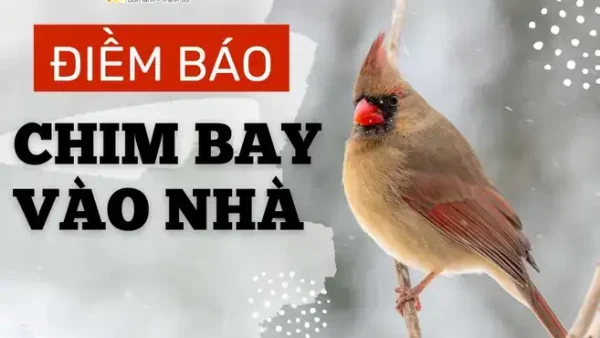 Chim Kêu Vào Ban Đêm Là Điềm Gì? Giải Mã Ý Nghĩa Tâm Linh Và Góc Nhìn Khoa Học