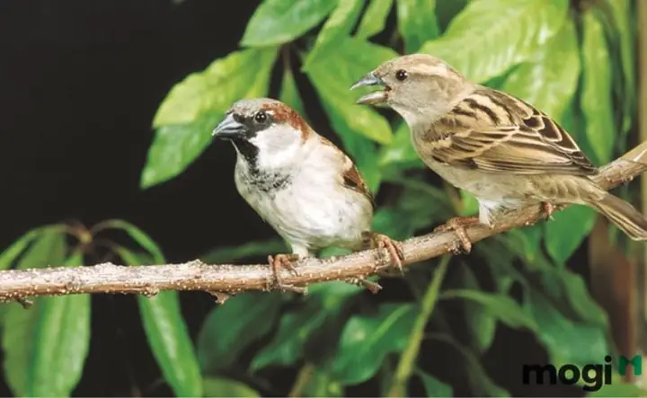 Chim Sẻ Bay Vào Nhà Mang Lại Những May Mắn Gì Cho Gia Chủ?