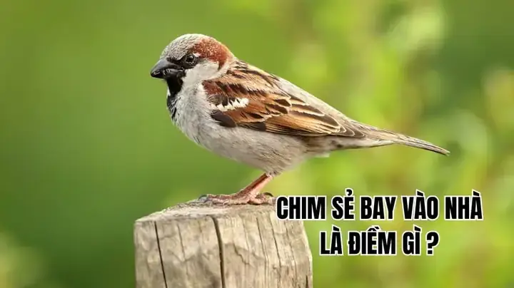 Chim Sẻ Bay Vào Phòng Ngủ Là Điềm Gì? Giải Mã Ý Nghĩa Hên Hay Xui Cho Gia Chủ