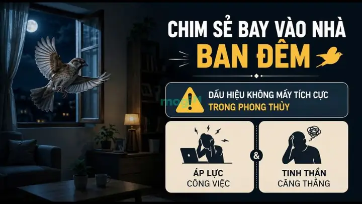 Chim Sẻ Bay Vào Phòng Ngủ Ban Ngày Hay Ban Đêm Mang Ý Nghĩa Gì?