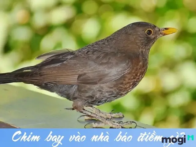 Chim Sẻ Thường Bay Vào Nhà Mang Thông Điệp Gì?